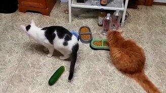 Как кошки огурцов боятся - смотреть видео (0:42)