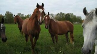 Кони мною заинтересовались... - смотреть видео (1:43)