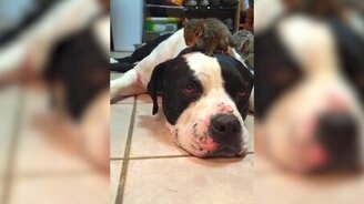 Не обижай белочку! - смотреть видео (0:49)