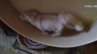 Котяра в колесе - смотреть видео (1:05)