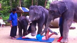 Неприличный массаж от слонов - смотреть видео (0:41)