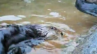 Разговорчивая выдра - смотреть видео (0:14)