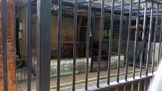 Как тигры мяукают - смотреть видео (0:40)