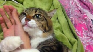 Котяра руку не отпускает - смотреть видео (0:25)