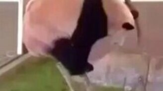 Смешная панда на ветке - смотреть видео (0:24)