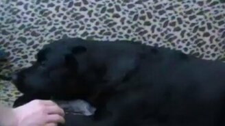 Собака охраняет котёнка - смотреть видео (1:22)