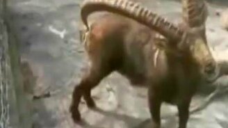 Рога чесалки - смотреть видео (0:41)