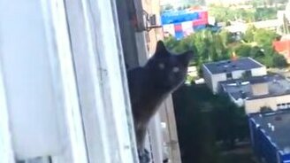 Увидал кота в соседях - смотреть видео (0:56)