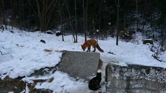 Лиса отнимает еду у кошки - смотреть видео (0:47)