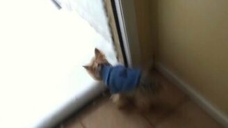 Пойдёшь гулять, Лулу? - смотреть видео (0:12)