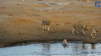 Львы против носорога - смотреть видео (2:53)