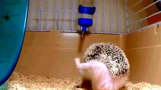 Как чешется ёжик - смотреть видео (0:10)