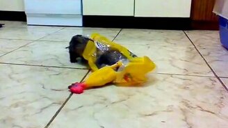 Хорёк ныкает припас - смотреть видео (0:18)