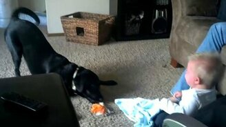 Пёс играет с ребёнком - смотреть видео (1:38)