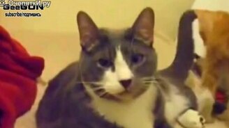 Короткие забавности с котами - смотреть видео (5:33)