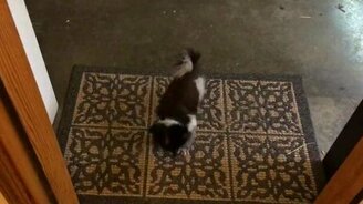 Чистоплотная собачонка - смотреть видео (0:22)