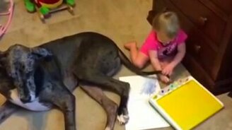 Собачий хвост в качестве кисти - смотреть видео (2:07)