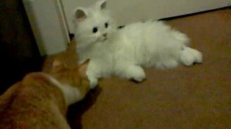 Вроде кот, а вроде и не очень похож... - смотреть видео (2:55)