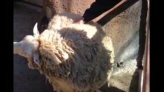 Погладь овечку! - смотреть видео (0:30)