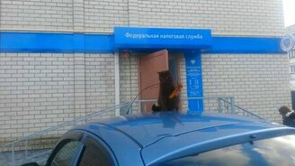 Кошка играет с лентой на антенне - смотреть видео (0:47)