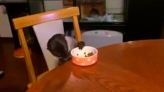 Домашняя выдра трапезничает - смотреть видео (0:59)