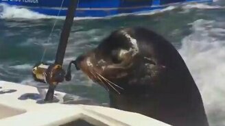 Морские львы - попрошайки - смотреть видео (2:22)