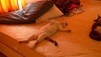 Котяра спит, как человек! - смотреть видео (0:18)