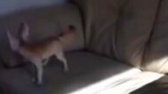 Когда шило в попе... - смотреть видео (0:28)