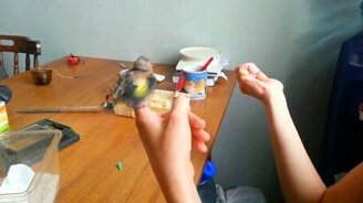 Кормим маленького щегла - смотреть видео (1:46)