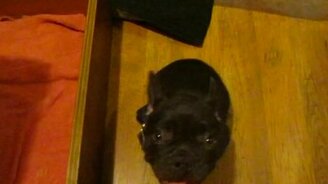 Укладываем спать бульдожика - смотреть видео (1:16)