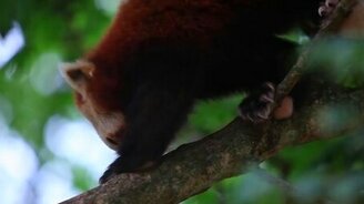 Угощение для красной панды - смотреть видео (0:57)