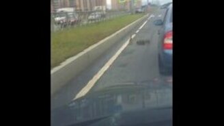 Сопроводили уток через дорогу - смотреть видео (1:31)