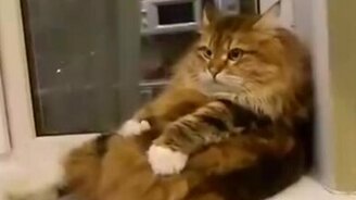 Самомассаж котяры - смотреть видео (0:50)