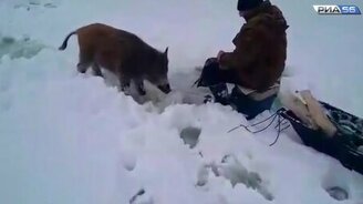 Кабаны объели рыбаков - смотреть видео (2:54)