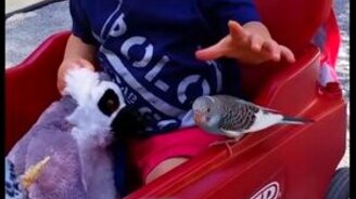 Мальчик чуть не съел попугая - смотреть видео (0:36)