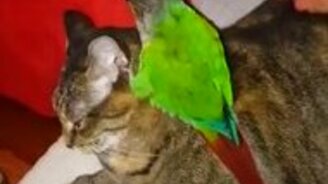 Попугай измывается над котом - смотреть видео (0:59)