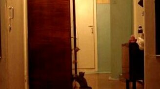 Когда лень играть с питомцем - смотреть видео (0:55)