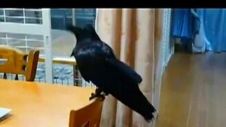 Умный грач - смотреть видео (1:40)