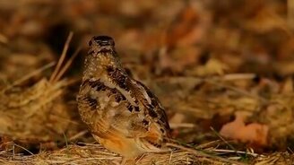 Птичка и рок-музыка - смотреть видео (0:19)