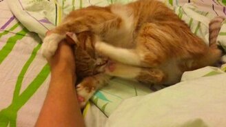 Как кот с рукой боролся - смотреть видео (0:16)