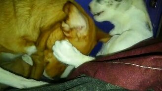 Собачка и кошка нежничают - смотреть видео (0:58)