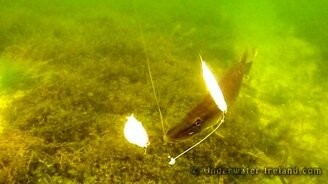 Умная и привередливая щука - смотреть видео (3:37)