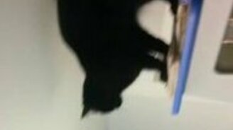 Как уличному коту оказаться в квартире - смотреть видео (0:48)