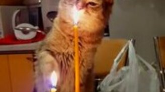 Кошка тушит свечку - смотреть видео (0:27)