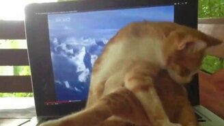 Котёнку полюбился ноутбук - смотреть видео (1:51)