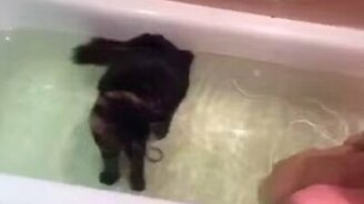 Котяра купается - смотреть видео (1:50)
