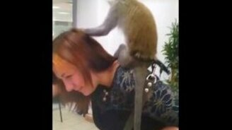 Ловкая обезьяна и стеснительная девушка - смотреть видео (0:38)