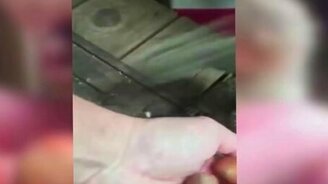 Белочка запасается фундуком - смотреть видео (0:37)