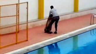 Леопард дерзко сбежал - смотреть видео (1:03)