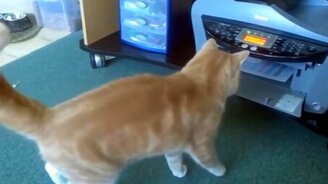 Чудные и игривые кошки - смотреть видео (4:26)